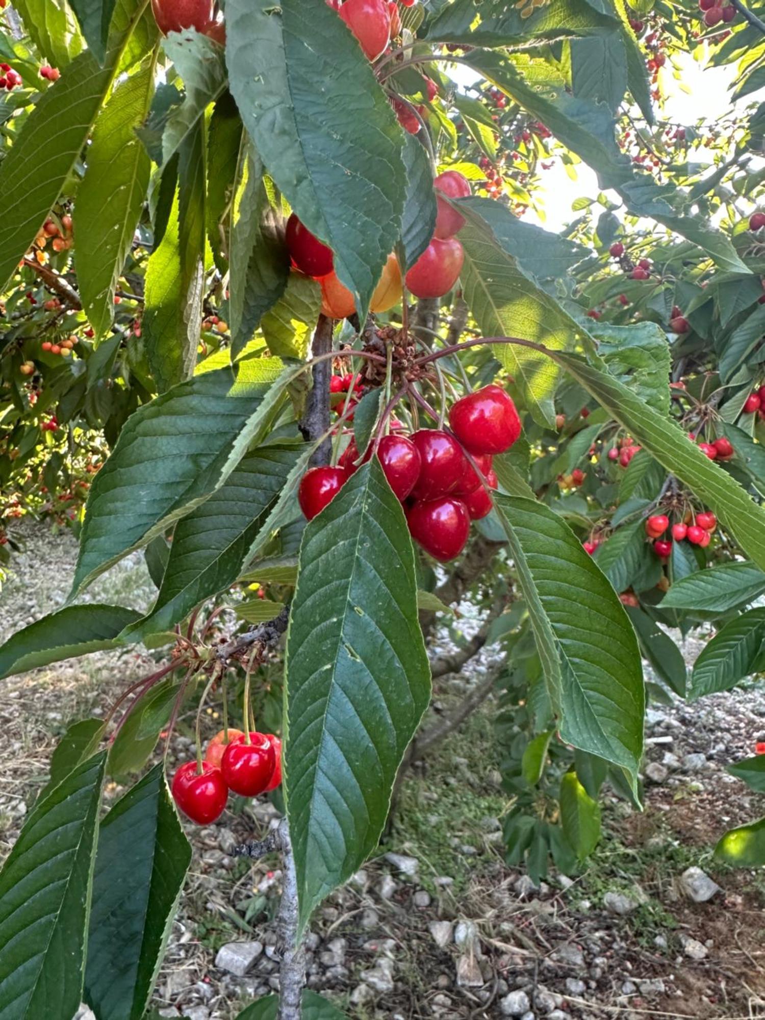 Santo Stefano Quisquina Agriturismo Serra Moneta מראה חיצוני תמונה