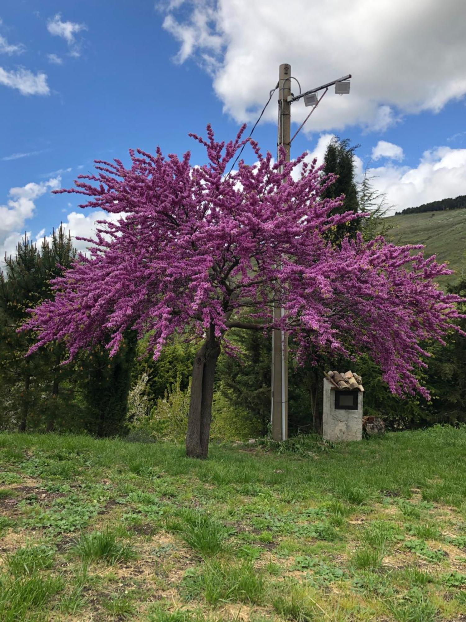 Santo Stefano Quisquina Agriturismo Serra Moneta מראה חיצוני תמונה